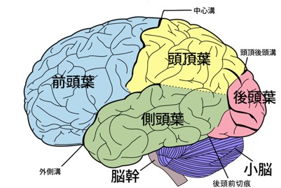 左側から見た脳（中枢神経系）の絵図